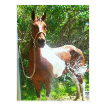 Paint Bath Post Cards