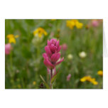 Paint Brush-Rosy 05 004 Greeting Cards
