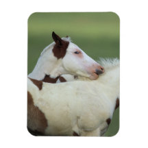 Paint Foals Playing Rectangular Magnets