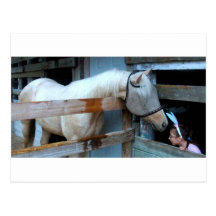 Paint gelding and Child Postcards