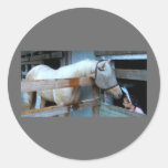 Paint gelding and Child Round Sticker