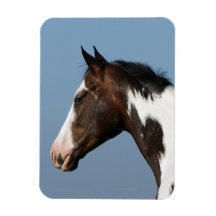 Paint Horse Headshot 1 Magnet