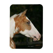 Paint Horse Headshot 2 Magnets