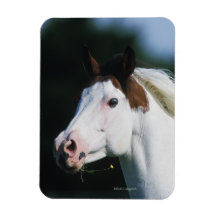 Paint Horse Headshot 3 Rectangle Magnet