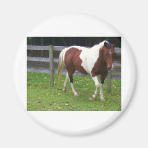 Paint Horse in the Pasture Refrigerator Magnets