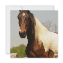 Paint Horse Invitation