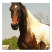 Paint Horse Invitation