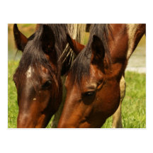 Paint Horse Love  Postcard