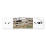 Paint Horse/Pinto Bumper Sticker