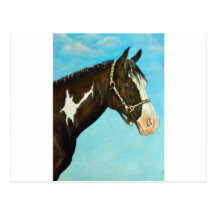 Paint Horse Post Card