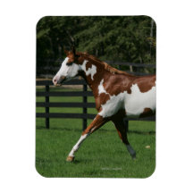 Paint Horse Running 1 Magnet