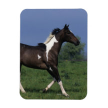 Paint Horse Running 2 Flexible Magnet