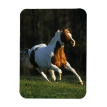 Paint Horse Running Fast Vinyl Magnet