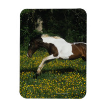 Paint Horse Running in Field of Flowers Vinyl Magnet