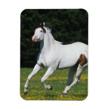 Paint Horse Running in Grassy Field Vinyl Magnet