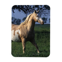 Paint Horse Standing 2 Flexible Magnet