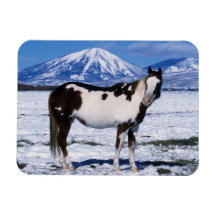 Paint Horse Standing in the Snow Rectangle Magnet