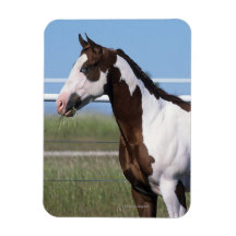 Paint Horse Standing Rectangle Magnet