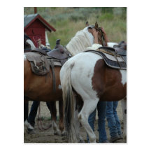 Paint Horse Tail Post Cards