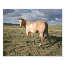 Paint Horse Under Big Sky Photo Print