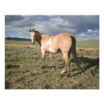 Paint Horse Under Big Sky Photographic Print