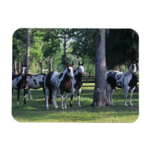 Paint Horses in the Trees Magnets