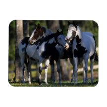 Paint Horses Rectangle Magnet