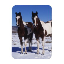 Paint Horses Standing in the Snow Rectangle Magnets