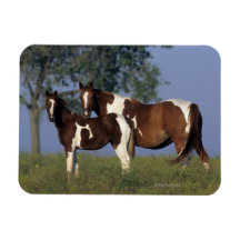 Paint Mare & Foal Rectangular Magnet