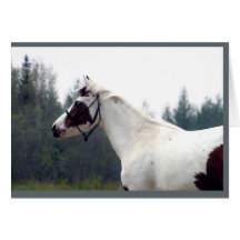 Paint Mare Notecards
