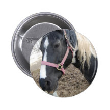 Paint Pinto Horse