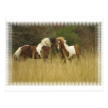 Paint Ponies in Field Postcard