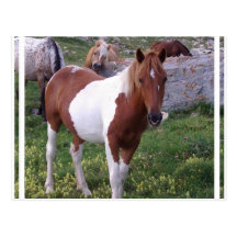 Paint Pony Postcard