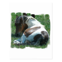 Paint Pony Resting Postcard