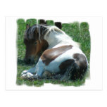 Paint Pony Resting Postcard