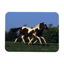 Paint Yearlings Running Flexible Magnets