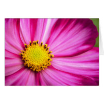 Painted Beauty Cosmos