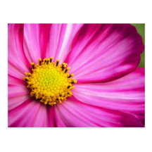 Painted Beauty Cosmos Post Cards