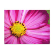 Painted Beauty Cosmos