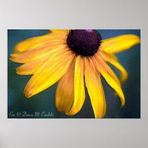 Painted Black-Eyed Susan Poster
