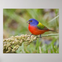 Painted Bunting (Passerian ciris) male feeding