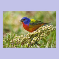 Painted Bunting Passerina citria) adult male posters
