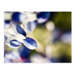 Painted by Spring itself Postcards