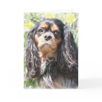 Painted Cavalier King Charles Spaniel