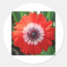 Painted Daisy, bright red! Sticker