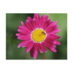 Painted Daisy Cards and more postcards