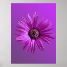 Painted Daisy Poster
