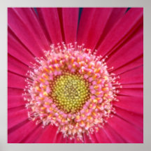 Painted Daisy Print