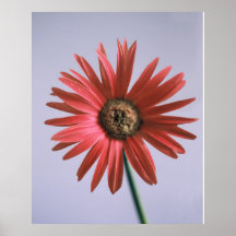 Painted Daisy Print