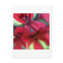 Painted Geraniums Post Cards